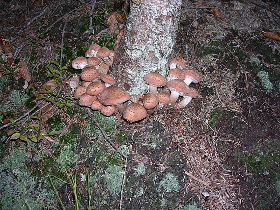 Armillaria cepistipes